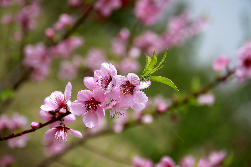 花為什么開