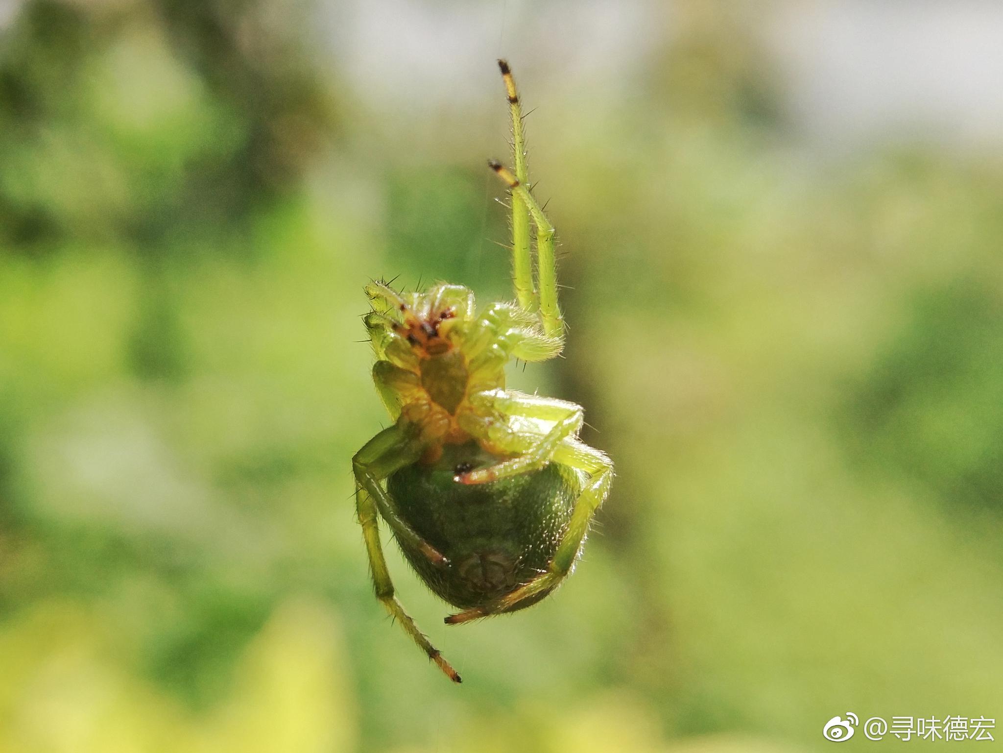 為什么有蜘蛛